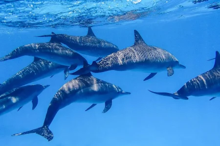 Sataya Dolphin Reef Tour